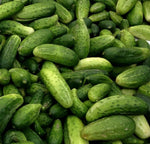 Boston Pickling Cucumber Seeds -Zellajake - Many Sizes - Heirloom - Free Ship C92