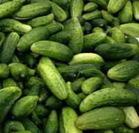 Heirloom Boston Pickling Cucumber Seeds - Cucumis sativus - B92