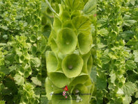 Bells of Ireland Seeds - Many Packet Sizes - Green Bell Flowers - b223