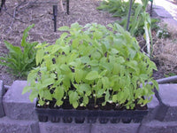 Chia Microgreen Seeds - Salvia hispanica - B190