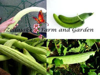 Armenian Cucumber Light & Dark Mix Seeds - Packet or Pound - B5