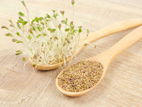 Heirloom Alfalfa Seeds - Medicago sativa - B157