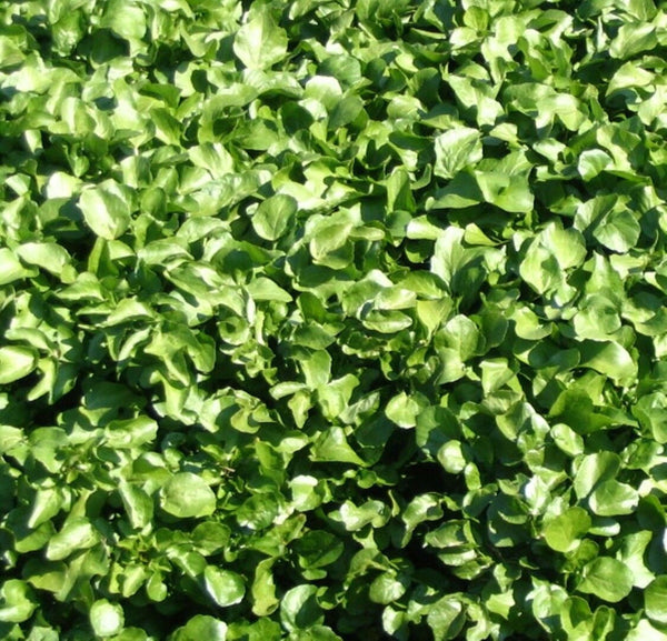 Peppercress Herb Seed - Curled Pepper Cress - Choose Packet Size - Microgreen H253