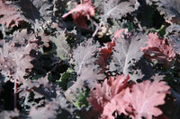 Heirloom Red Russian Kale Seeds - Brassica napus var. pabularia - B330