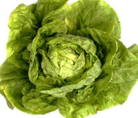 Heirloom Buttercrunch Lettuce Seeds - Lactuca sativa var. capitata - B240