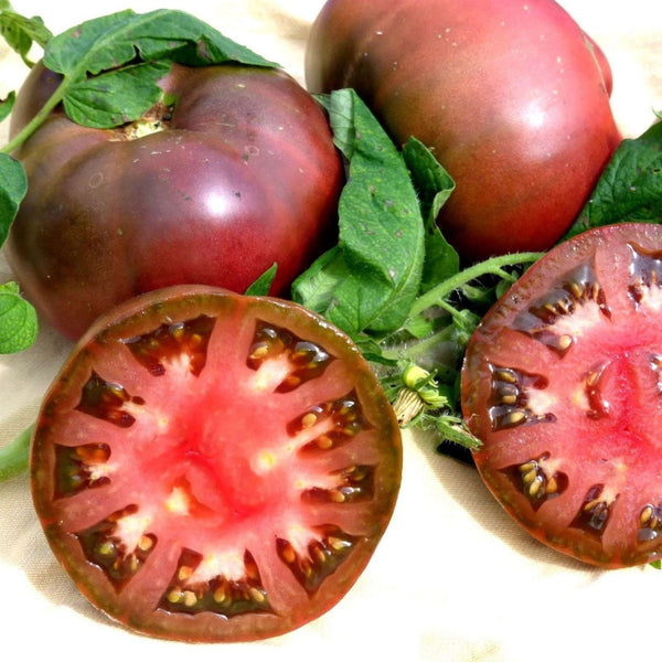 Cherokee Purple Tomato Seeds - Heirloom - 1/10 gram 25+seeds - B351