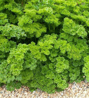 Parsley Triple Moss Curled Seeds - Many Packet Sizes - Free Ship  - bin 59C