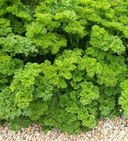 Parsley Triple Moss Curled Seeds - Petroselinum crispum - B59