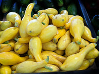 Crookneck Yellow Summer Squash Seeds - Many Packet Sizes - FREE Shipping - 115C