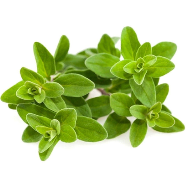 Sweet Marjoram Herb seeds - Choose packet size - Microgreens or Garden - bin354