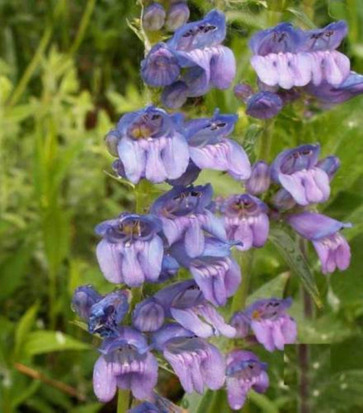 Rocky Mountain Penstemon Seeds - Packet to Pound - Many Sizes - Dry Areas - #12
