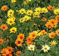 African Daisy Seeds - Orange Yellow MIX - Packet to Pound - bin49