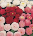 English Daisy Double Flower Mix Seeds - Bellis perennis - B74