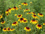 Heirloom Gloriosa Daisy Seeds - Rudbeckia hirta var. gloriosa - B331