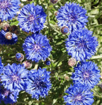 Dwarf Blue Bachelor Button Seeds  - B121