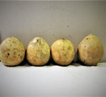 Bushel Gourd Seeds - Lagenaria siceraria - B39