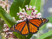 Monarch Butterfly Assorted Milkweed Selection - 1/2 gram Packet Seed List - Choose Favorites or Purchase All and Save