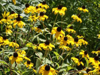 Browneyed Susan - Brown Eyed Susan Perennial Wildflower - Rudbeckia triloba - B116