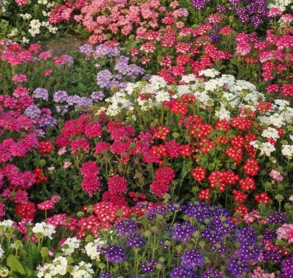 Verbena Ideal Florist Mix Seeds - Verbena hybrida - B214