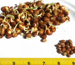 Small Fava Bean Sprouting Microgreen Seeds - Vicia faba - B283