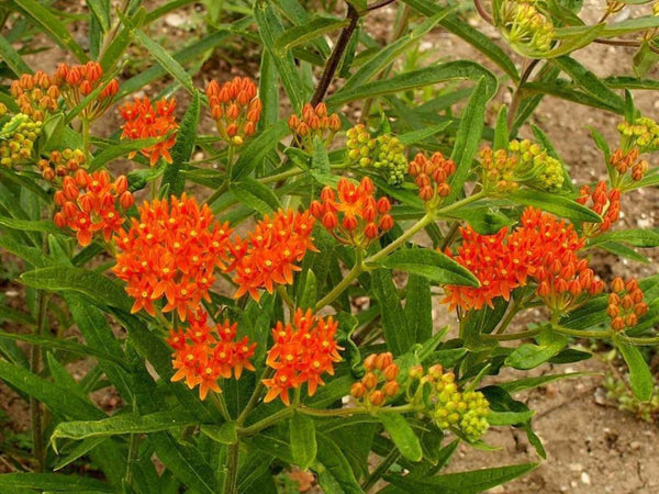 Monarch Butterfly Assorted Milkweed Selection - 1/2 gram Packet Seed List - Choose Favorites or Purchase All and Save