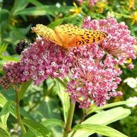 Monarch Butterfly Assorted Milkweed Selection - 1/2 gram Packet Seed List - Choose Favorites or Purchase All and Save