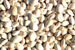 Heirloom White Dixie Butter Pea Seeds - Phaseolus lunatus - B336