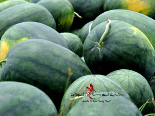 Florida Giant Melon Heirloom Seeds - Choose Packet Size - B4