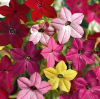 Tobacco Sensation Flower Mix Seeds - Choose Packet Size - B300