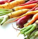Rainbow Blend Heirloom Carrot Seeds    B258