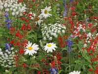 Rocket Red White & Blue Wildflower Seed Mix - ST29