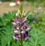 Arroyo Lupine Seeds - Lupinus succulentus - B185