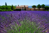 Lavender Vera English Seeds Many size choices for Growing the Fragrant Herb bin100