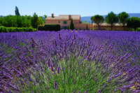 Lavender Vera English Seeds - Lavandula angustifolia - B100