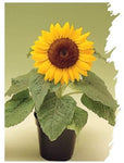 Dwarf Sunspot Sunflower Seeds - Helianthus annuus - B263