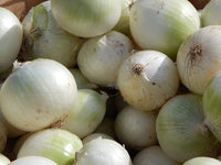 Heirloom Sweet White Spanish Onion Seeds - Allium cepa - B106