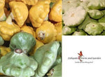 Heirloom Scallop Squash Seeds - Cucurbita pepo - B343