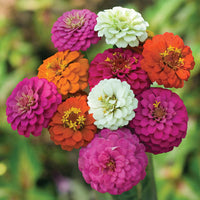 Zinnia Dahlia Flowered Mix Seeds - ST8