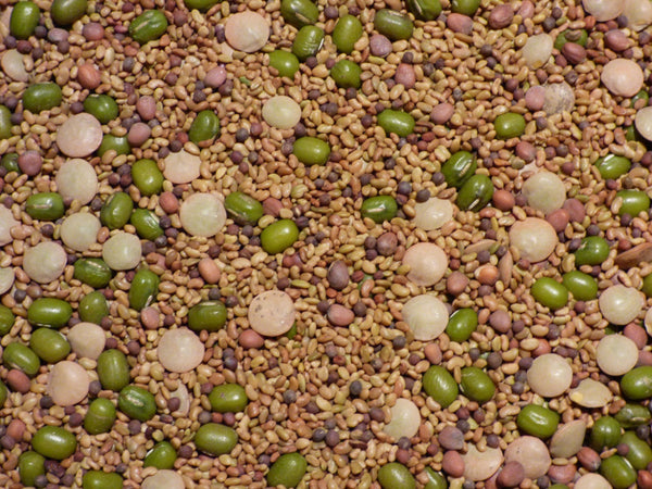 Salad Sprouting 5 Seed Mix - Alfalfa Broccoli Lentil Mung Radish - C25
