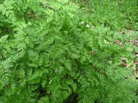 Winter Chervil Heirloom Herb Seeds - Anthriscus cerefolium - B184
