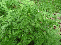 Heirloom Winter Chervil Seeds - Anthriscus cerefolium - B184