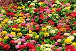 Zinnia Dahlia Flowered Mix Seeds - Choose Packet Size - S8
