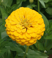 Zinnia Canary Bird Seeds - Large Yellow Blooms - bin295