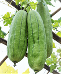 Luffa Sponge Gourd Seeds - Luffa cylindrica - B47