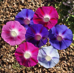 Morning Glory Tall Mix Seeds - Ipomoea purpurea - B329