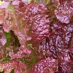 Ruby Red Leaf Lettuce Seeds - Heirloom - bin191