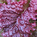 Heirloom Ruby Red Leaf Lettuce Seeds - Lactuca sativa - B191