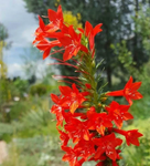 Standing Cypress Seeds - Ipomopsis rubra - B241