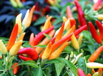 Heirloom Tabasco Pepper Seeds - Capsicum frutescens - B58